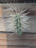 Jumping Cholla Cactus Live Cutting – Cylindropuntia Fulgida Unrooted Cactus Segment for Desert Garden Planting
