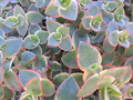 Crassula Calico Kitten Variegated Succulent Cuttings, Marginalis Rubra Variegata Trailing Plant Set of 10