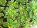 Aeonium Haworthii Kiwi Succulent Cuttings 3–5 Inch Rosettes 2 Pieces