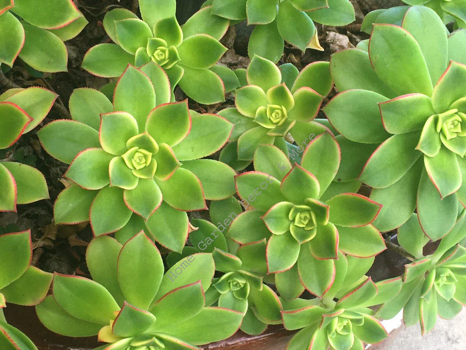 Aeonium Haworthii Kiwi Succulent Cuttings 3–5 Inch Rosettes 2 Pieces