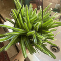 Dog Tail Cactus Unrooted Cuttings – 3 Aporocactus flagelliformis Trailing Succulent Cuttings for Propagation