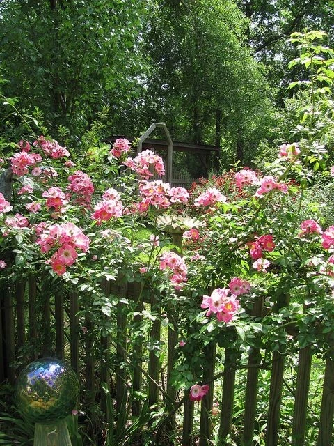 Southern Heirloom Climbing Rose Cuttings – 8 Unrooted Old-Fashioned Running Rose Plant Cuttings