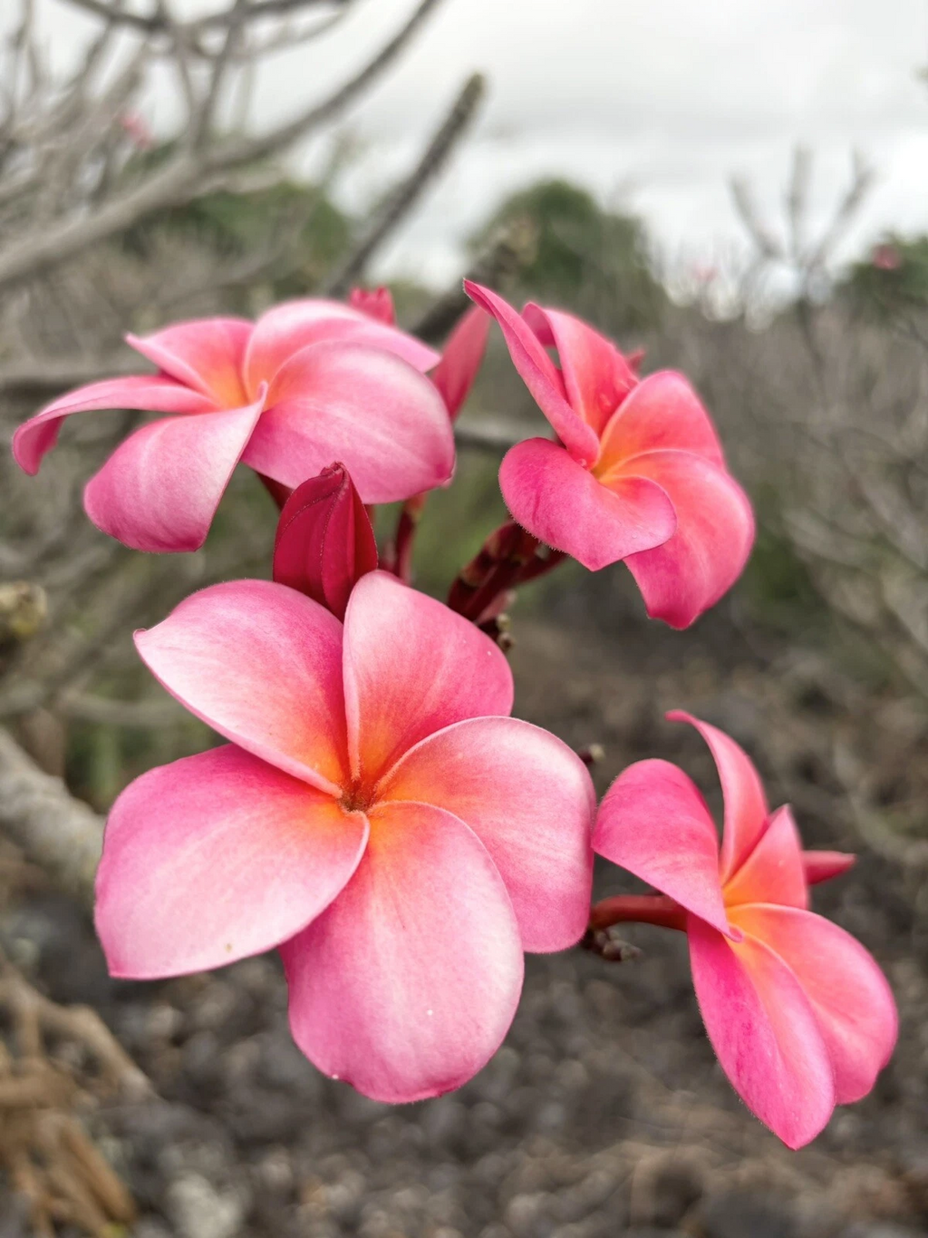 Pink Plumeria Cutting – Fresh 10 Inch Triple Head Starter Cutting, Unrooted Frangipani Plant