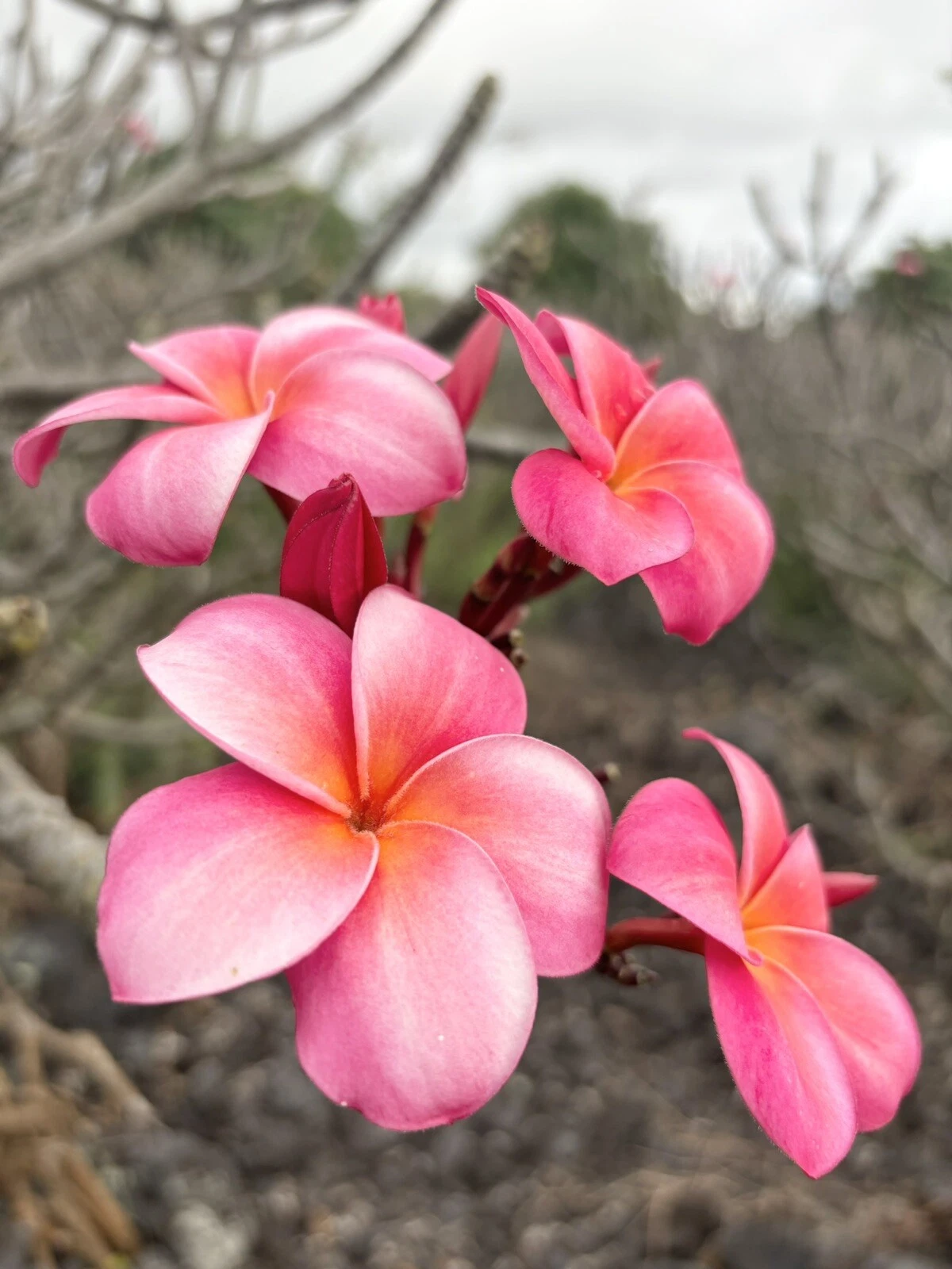 Pink Plumeria Cutting – Fresh 10 Inch Triple Head Starter Cutting, Unrooted Frangipani Plant