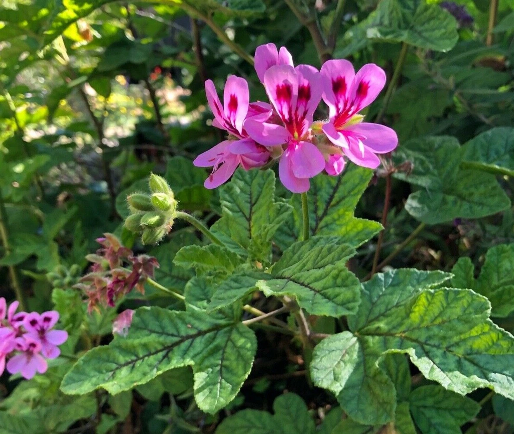 Pink Pepper Scented Pelargonium Cuttings – Lavender Pink Geranium Live Plant Cuttings 4–6 Inches