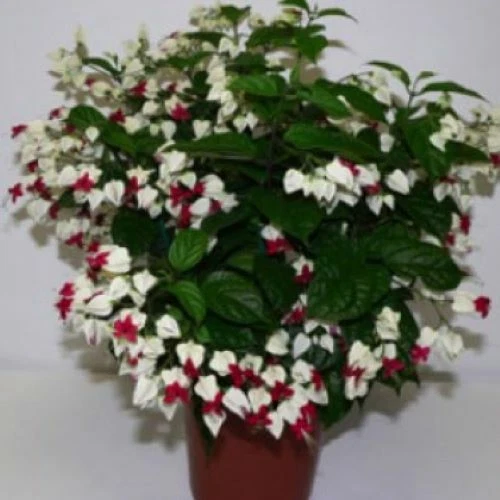 Bleeding Heart Vine Starter Plant – Rooted Clerodendrum Thomsoniae Live Plant, White and Red Flowering Tropical Vine