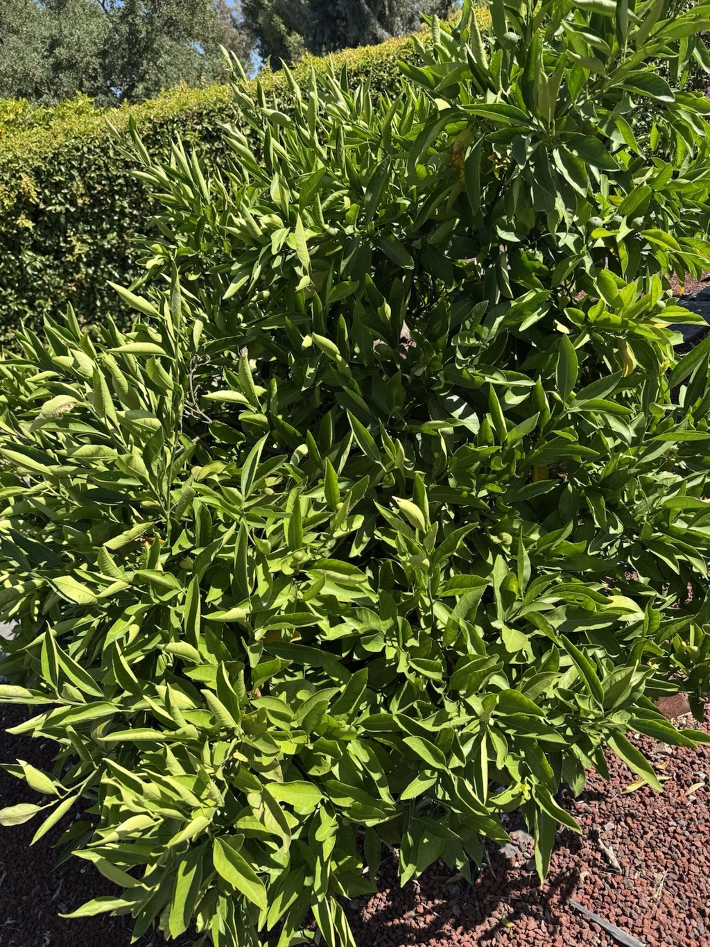 Owari Satsuma Mandarin Cuttings – 6 Unrooted Citrus Reticulata Cuttings for Rooting or Grafting, Citrus Tree