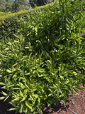 Owari Satsuma Mandarin Cuttings – 6 Unrooted Citrus Reticulata Cuttings for Rooting or Grafting, Citrus Tree