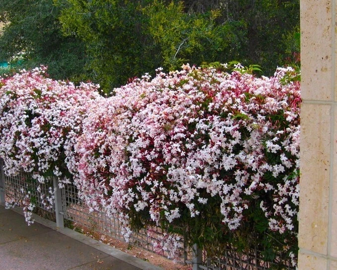 Pink Jasmine Live Starter Plant – Rooted Jasminum Polyanthum Flowering Vine for Garden or Container