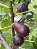 Black Mission Fig Cutting – Ficus carica ‘Black Mission’ Live Cutting, 3+ Nodes, 8+ Inches for Planting