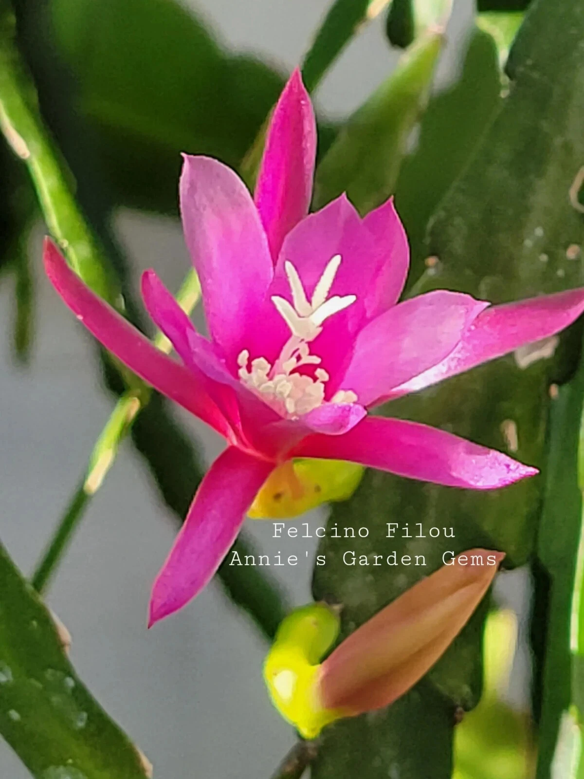 Epiphyllum Felcino Filou Unrooted Cuttings 8–10 Inch, Orchid Cactus Cutting for Propagation