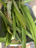 Graffiti Dragon Fruit Cuttings, 8+ Inch Live Cactus Vine for Planting