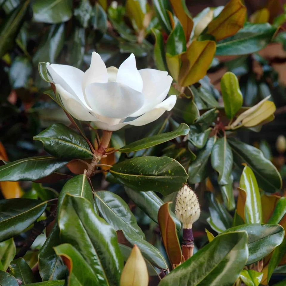 Magnolia Little Gem Cuttings – 3 Live Cuttings for Rooting or Grafting
