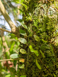 Microgramma Climber Fern Vines – 5 Bare Tiny Fern Cuttings, 3 Inch Mini Epiphytic Fern for Terrarium Growing