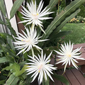 White Epiphyllum hookeri Strictum Orchid Cactus Cuttings, Mature Night Blooming Epiphytic Cactus Set of 4