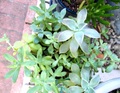 Sedum Clavatum Succulent Cuttings – Lot of 15 Live Rosette, Stem, and Leaf Cuttings for Propagation