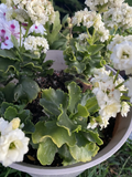 White Kalanchoe Cuttings Kalanchoe Blossfeldiana Succulent 3 Unrooted Cuttings