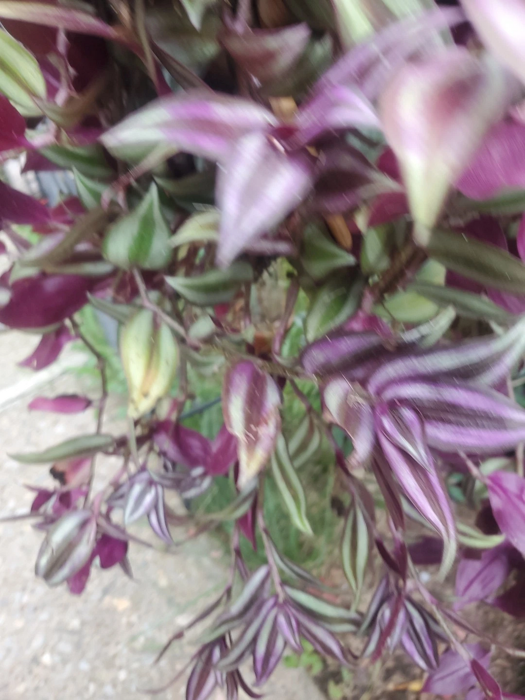 Tradescantia Zebrina Cuttings – 15 Wandering Jew Tip Cuttings 12 Inch Long with Aerial Roots