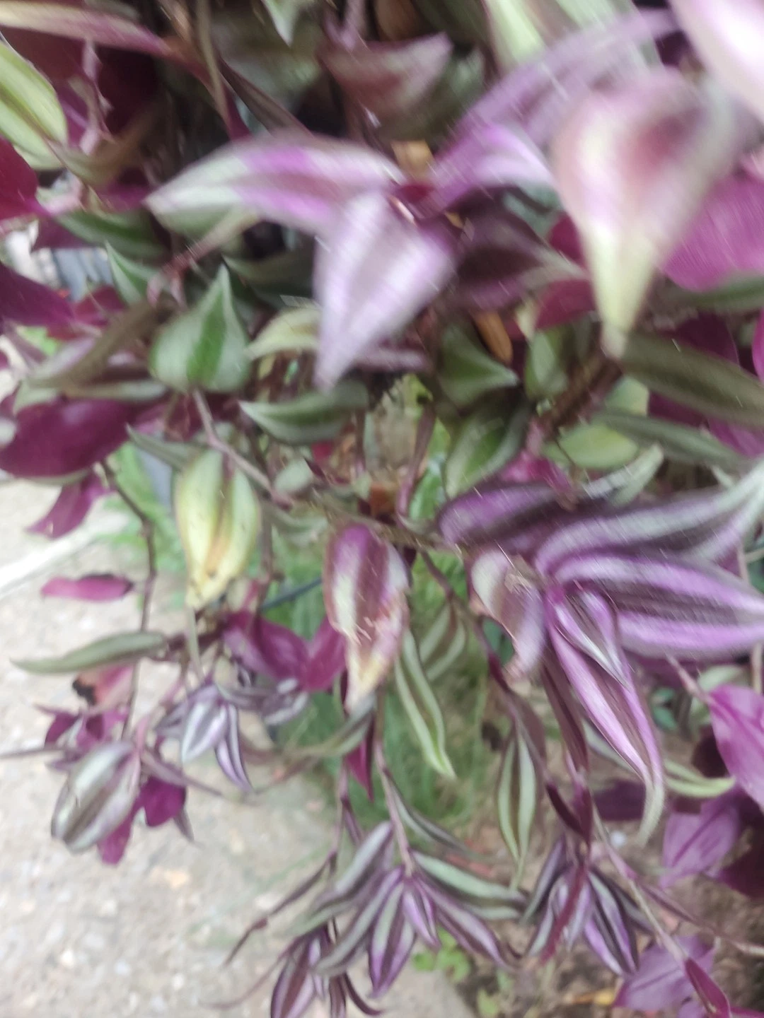 Tradescantia Zebrina Cuttings – 15 Wandering Jew Tip Cuttings 12 Inch Long with Aerial Roots