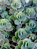 Lavender Scallops Kalanchoe Plants – 3 Rooted Kalanchoe Fedtschenkoi Succulent Cuttings, 6 Inch Plus Live Plants