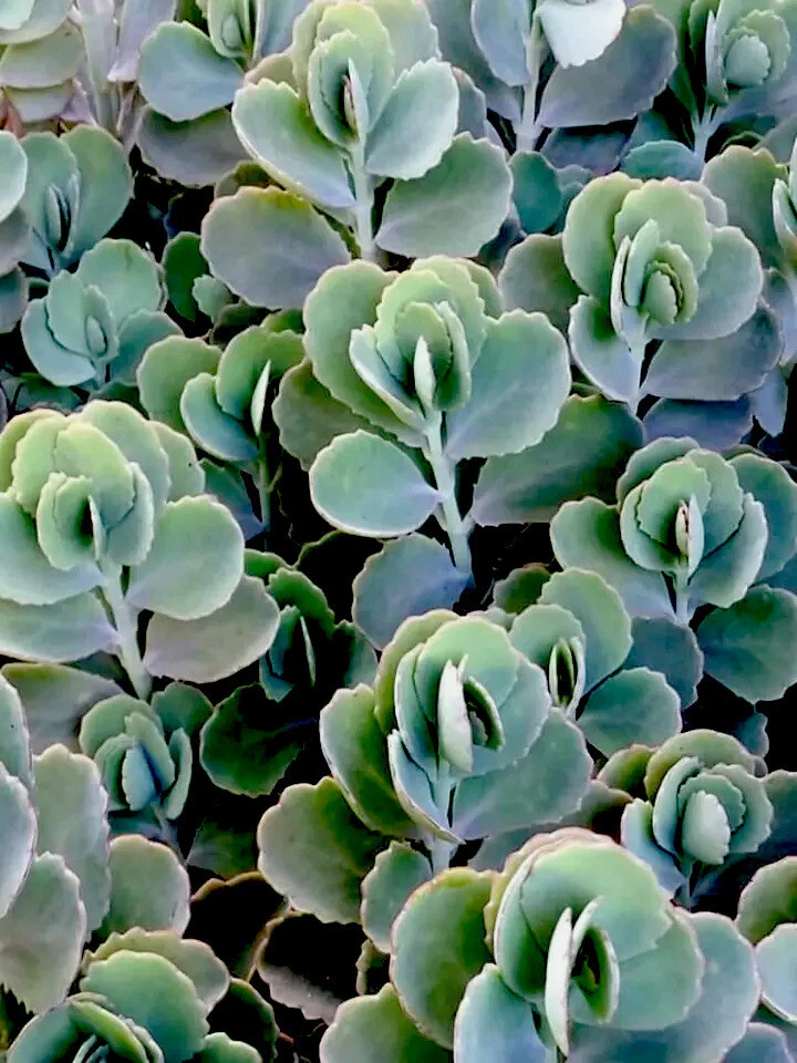 Lavender Scallops Kalanchoe Plants – 3 Rooted Kalanchoe Fedtschenkoi Succulent Cuttings, 6 Inch Plus Live Plants