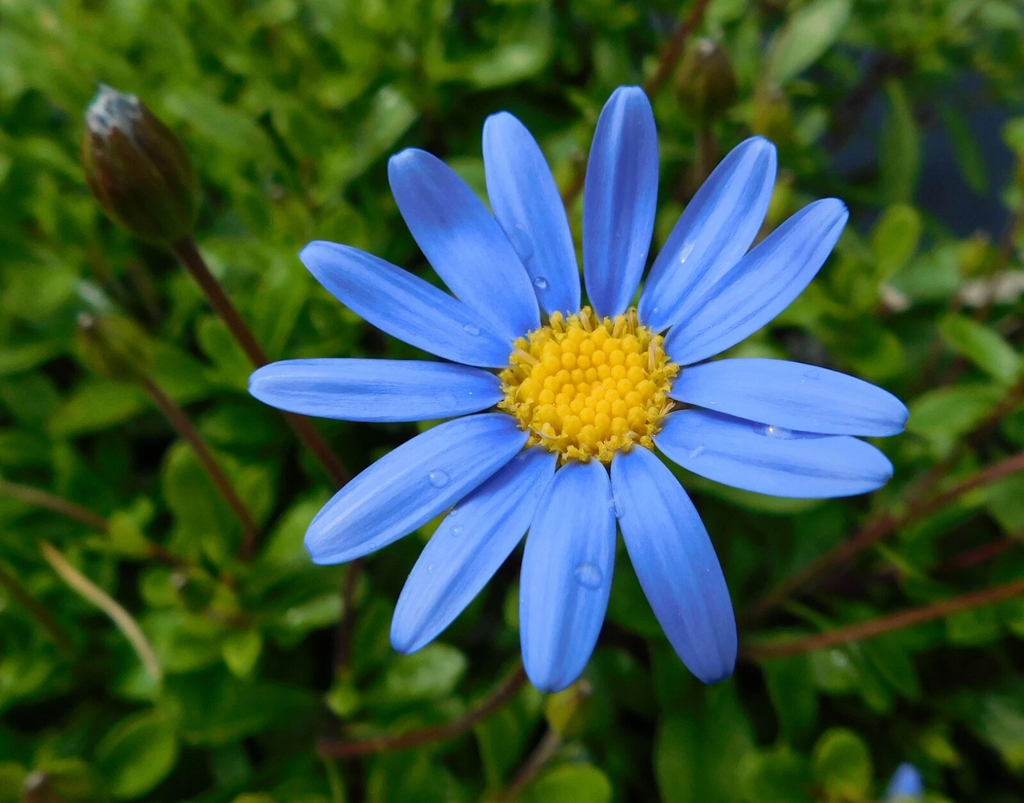 Felicia Blue Daisy Kingfisher – 10 Unrooted Cuttings Plus 100 Seeds, Felicia amelloides Flower for Planting