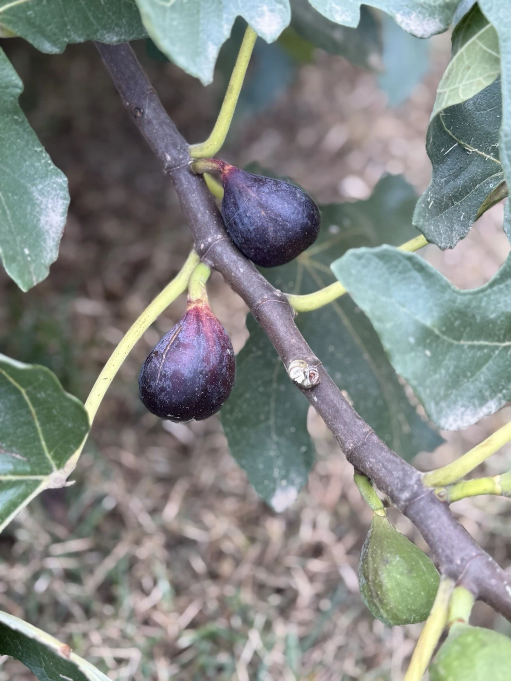 LSU Purple Fig Cutting – Live Unrooted Fig Tree Cutting, Ficus Carica Variety for Home Garden Planting