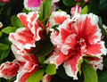 Mardi Gras Azalea Deciduous Rhododendron Starter Plant Red and White Bicolor