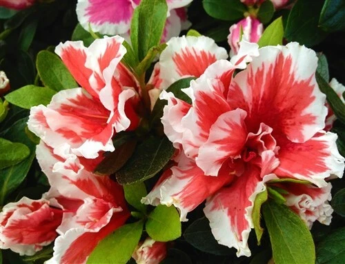 Mardi Gras Azalea Deciduous Rhododendron Starter Plant Red and White Bicolor