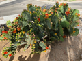 Opuntia Orange Jubilee Prickly Pear Pad Cutting 1 Piece Unrooted Live Cactus Segment