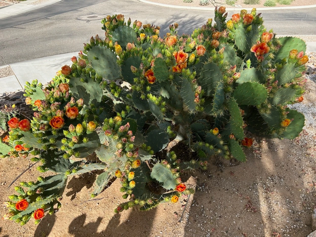Opuntia Orange Jubilee Prickly Pear Pad Cutting 1 Piece Unrooted Live Cactus Segment
