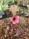 Cranberry Hibiscus Cuttings – Hibiscus Acetosella Live Plant Cuttings for Garden Propagation