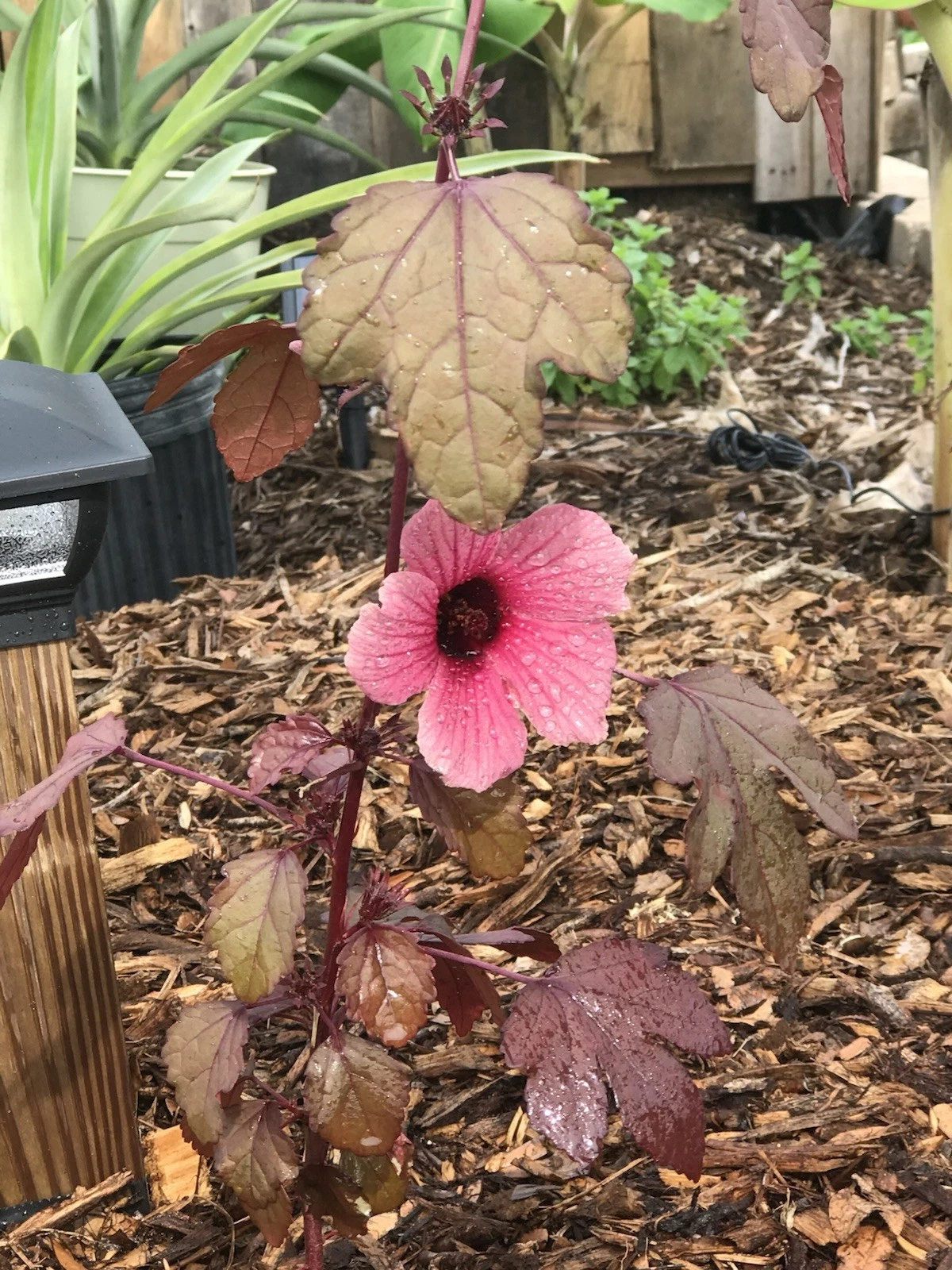 Cranberry Hibiscus Cuttings – Hibiscus Acetosella Live Plant Cuttings for Garden Propagation
