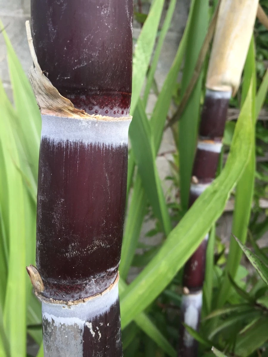 Sugarcane Unrooted Cuttings – 3 Saccharum officinarum Live Cane Cuttings, Purple Variety for Garden Planting