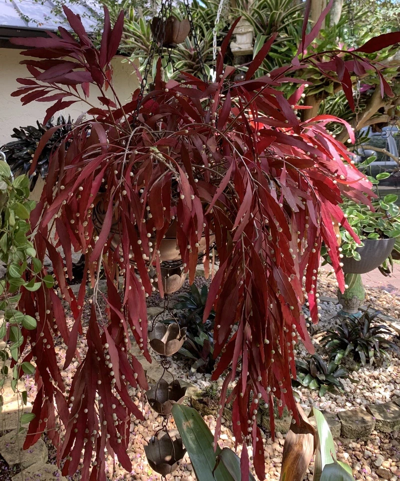 Rhipsalis ramulosa Red Cuttings – 6 Unrooted Mistletoe Cactus Cuttings for Indoor Hanging Plant Propagation