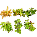 Succulent Clippings Set of 12 Unrooted Live 2 Inch Cuttings Assorted Succulents for Propagation