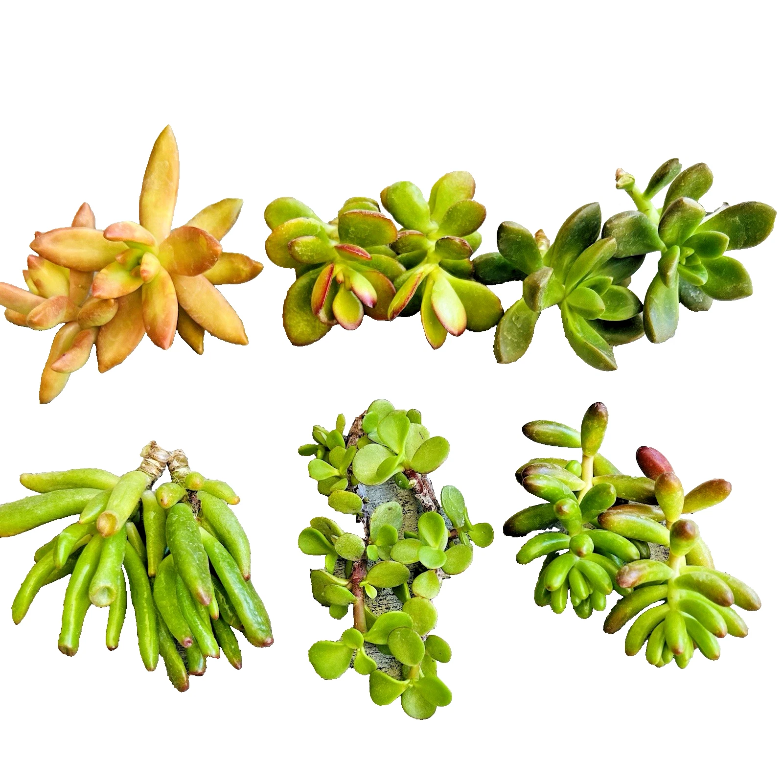 Succulent Clippings Set of 12 Unrooted Live 2 Inch Cuttings Assorted Succulents for Propagation