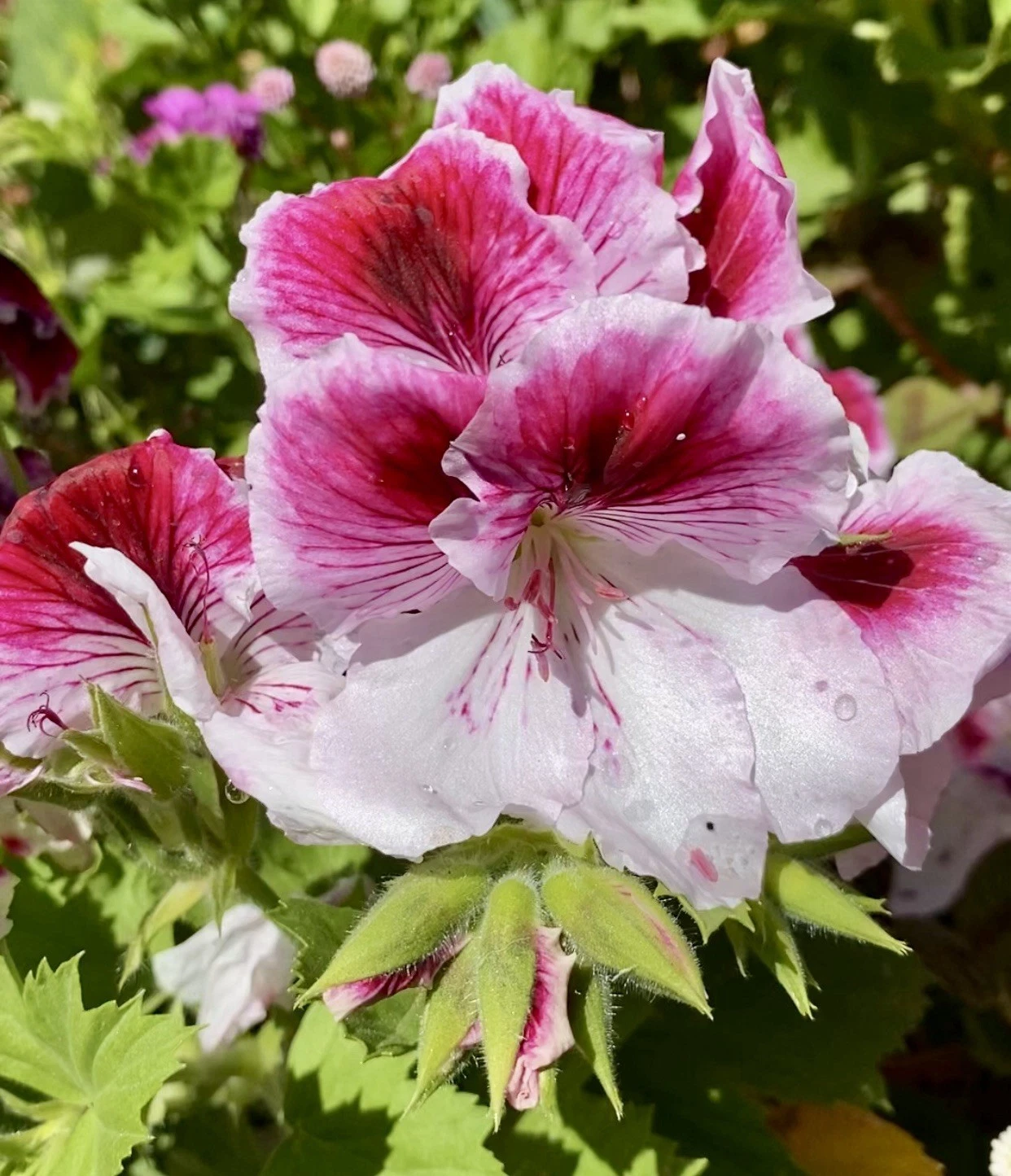 Geranium Pink & White Cuttings – 5 Live Pelargonium Cuttings Ready to Plant, Flowering Garden Plant