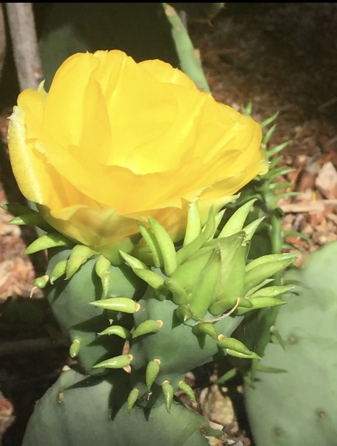 Prickly Pear Cactus Pad Cutting Live, Opuntia Pad with Yellow Flowers and Red Fruit Type