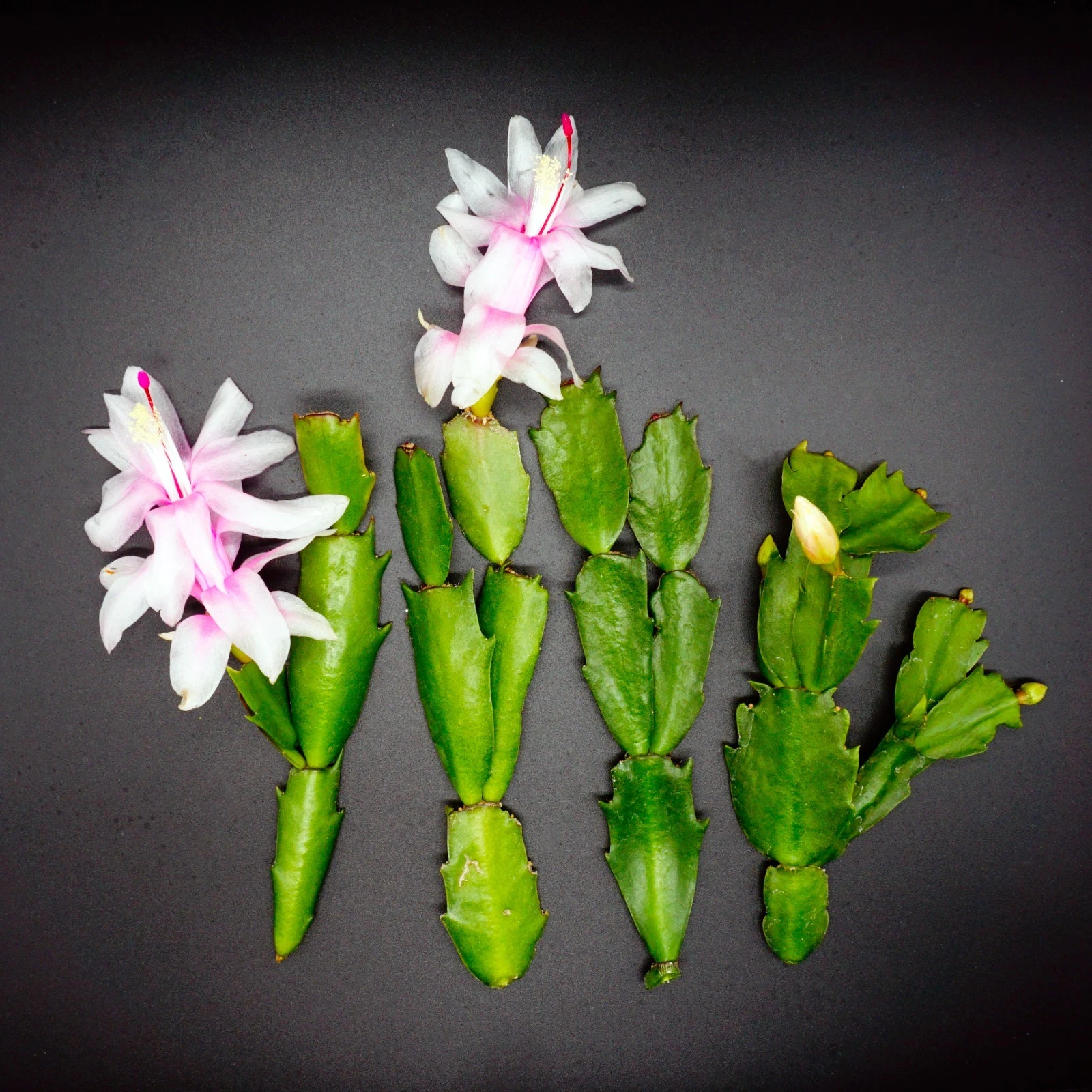 White Thanksgiving Cactus Cuttings – 4 Unrooted Schlumbergera truncata Segments for Indoor Houseplant Propagation