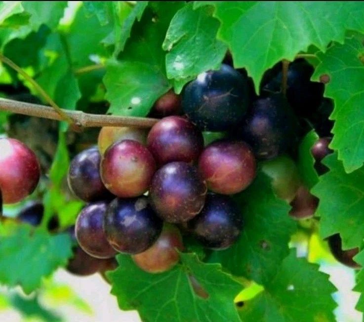 Southern Native Muscadine Grape Cuttings – 10 Unrooted Vitis Rotundifolia Vine Cuttings, Male and Female Plants