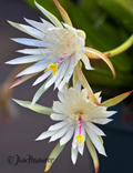 Epiphyllum Hookeri Orchid Cactus Cuttings – 2 Unrooted 8–10 Inch Night Blooming Cactus Cuttings