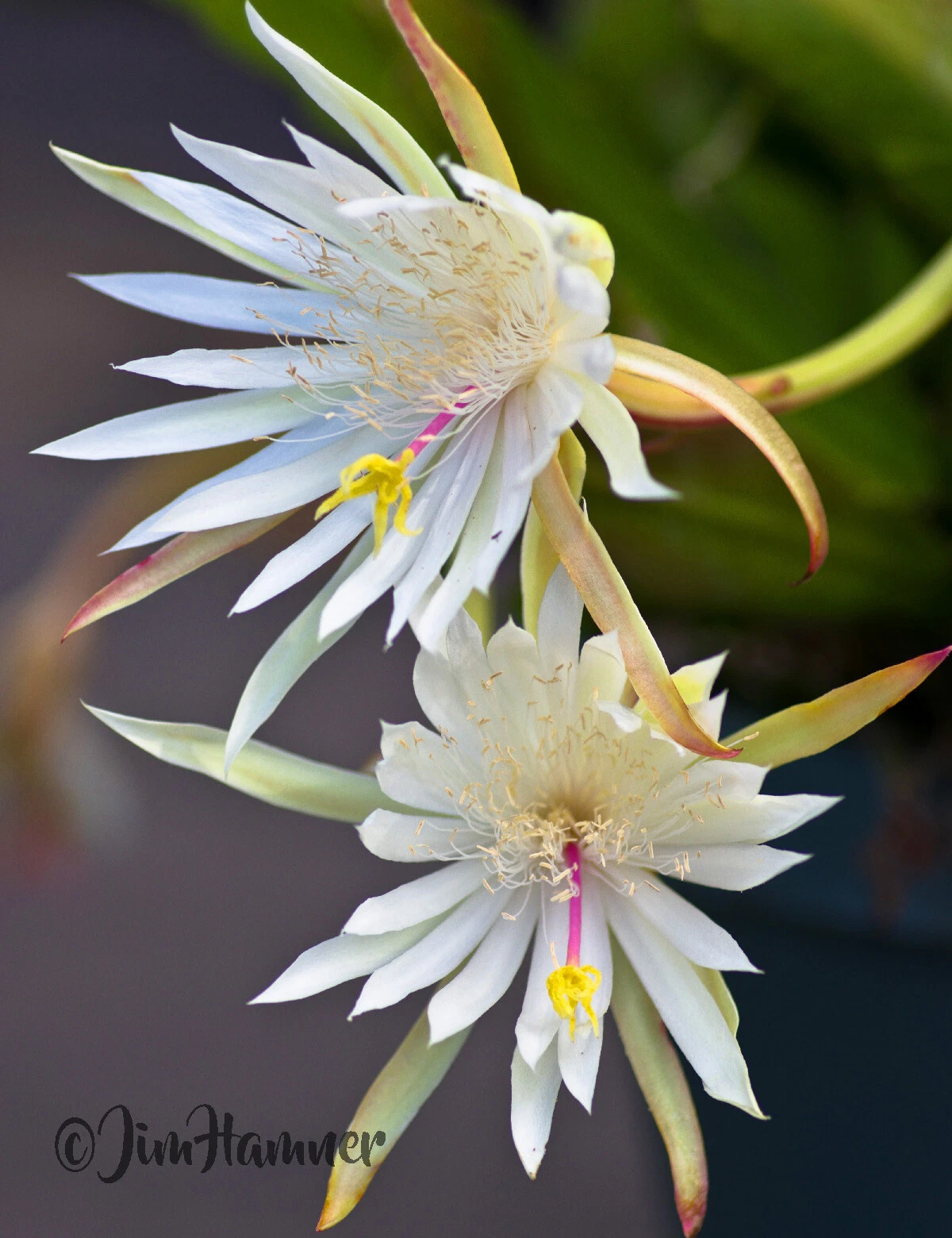 Epiphyllum Hookeri Orchid Cactus Cuttings – 2 Unrooted 8–10 Inch Night Blooming Cactus Cuttings