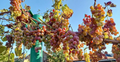 Strawberry Grape Unrooted Cuttings – 10 Vitis labrusca Vine Cuttings Ready for Rooting and Propagation