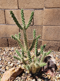 Tree Cholla Cactus Cutting – Cylindropuntia imbricata Live Unrooted Cactus Segment, Desert Outdoor Plant
