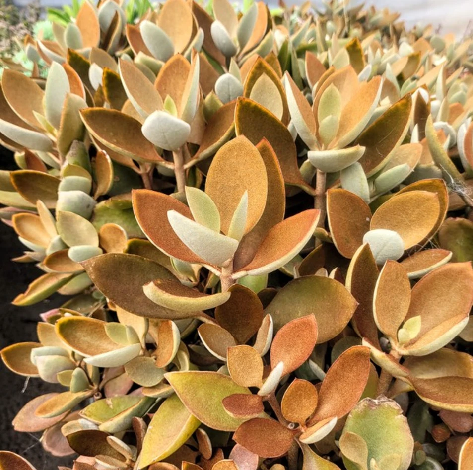 Kalanchoe Orgyalis Copper Spoons Succulent Live Plant – 4 Inch Bare Root, Bronze Foliage Garden Plant
