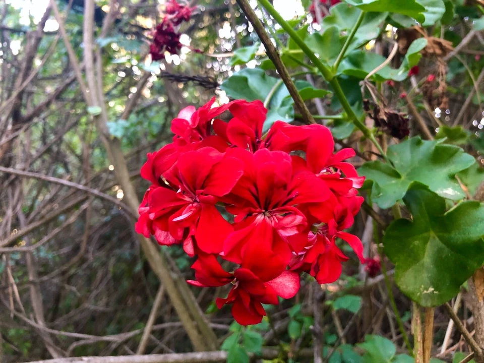 Red Ivy Geranium Starter Cuttings – 3 Live Pelargonium peltatum Cuttings 6 Inches Long, Trailing Flowering Plant