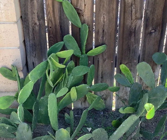 Opuntia ficus-indica Prickly Pear Cactus Pads – 5 Fresh Unrooted Pads for Planting