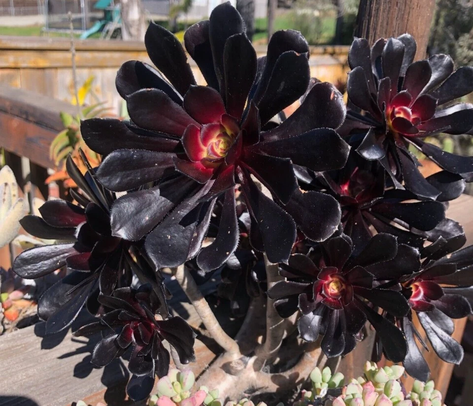 Aeonium Black Rose Cutting – 1 Live Succulent Cutting, 3–4 Inch Aeonium arboreum ‘Zwartkop’ for Planting