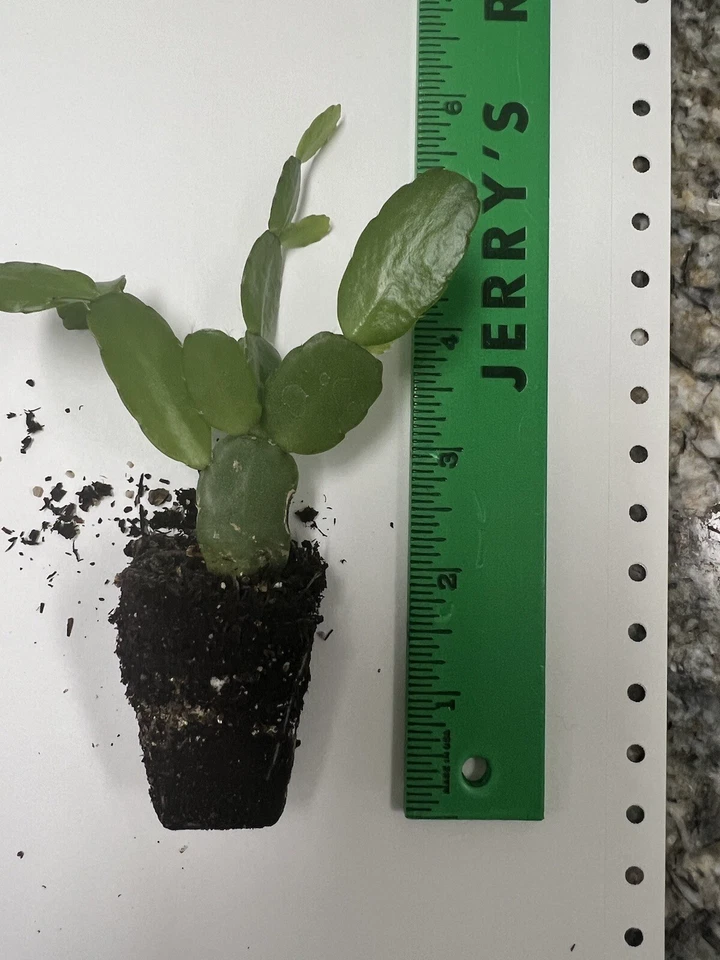 Easter Cactus White Spring Sunrise Rooted Plant – Rhipsalidopsis Hatiora Indoor Flowering Cactus